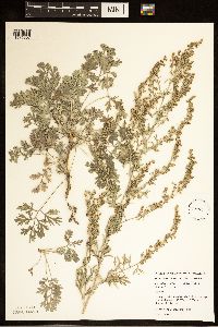 Artemisia absinthium image