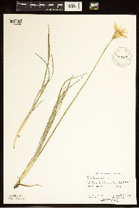 Agoseris glauca image
