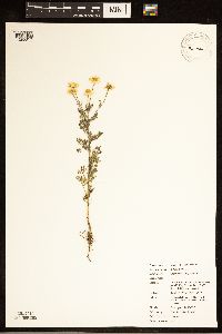 Anthemis cotula image
