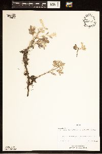 Artemisia stelleriana image