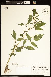Bidens vulgata image