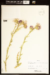 Carduus acanthoides subsp. acanthoides image