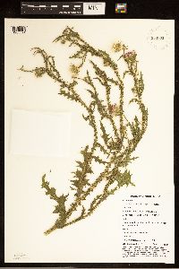 Carduus acanthoides image