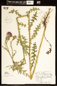 Carduus acanthoides image
