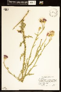 Carduus acanthoides subsp. acanthoides image