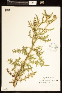 Carduus acanthoides subsp. acanthoides image