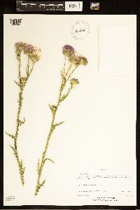 Carduus acanthoides subsp. acanthoides image