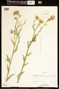 Carduus acanthoides subsp. acanthoides image
