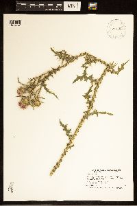 Carduus acanthoides image