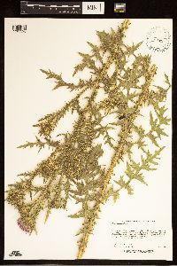 Carduus acanthoides image