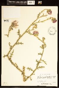 Carduus acanthoides image