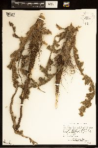 Carduus nutans image