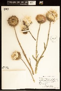 Carduus nutans image