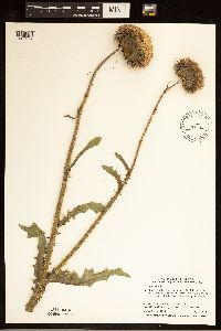 Carduus nutans image