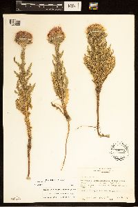 Carduus nutans image