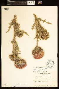 Carduus nutans image