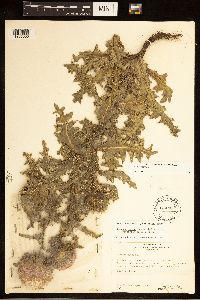 Carduus nutans image