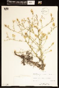 Centaurea diffusa image