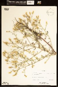 Centaurea diffusa image