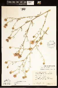 Centaurea stoebe image