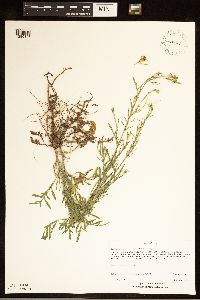 Centaurea stoebe image