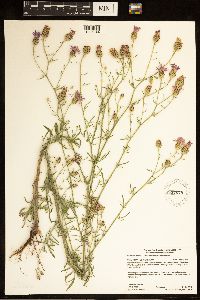 Centaurea stoebe image