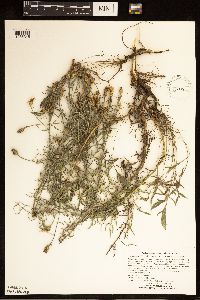 Centaurea stoebe image