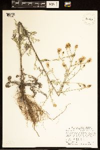Centaurea stoebe image