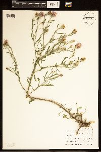 Centaurea stoebe image