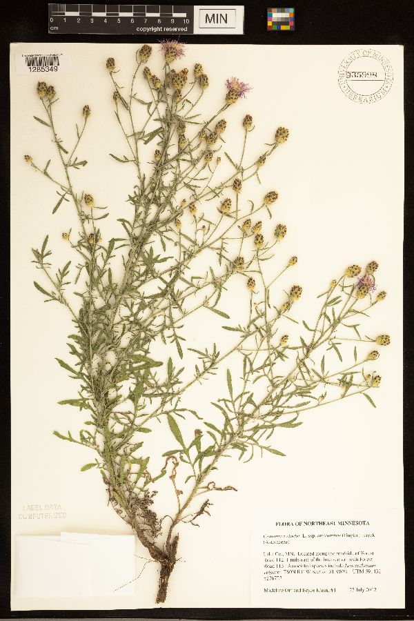 Centaurea stoebe subsp. micranthos image