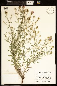 Centaurea stoebe image