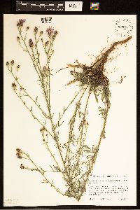Centaurea stoebe image