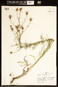 Centaurea stoebe image