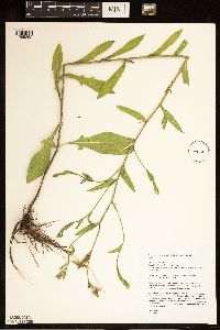 Centaurea x moncktonii image