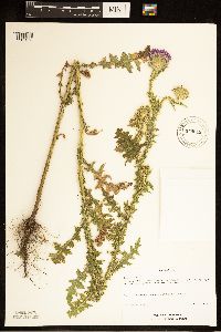 Carduus acanthoides image