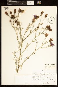 Centaurea stoebe image
