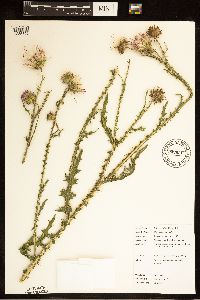 Carduus acanthoides image