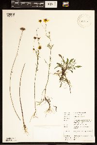 Coreopsis tinctoria image
