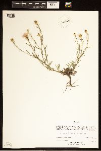 Centaurea stoebe image