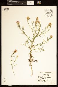 Centaurea stoebe image