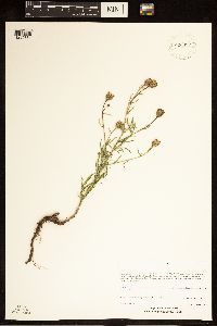 Centaurea stoebe image