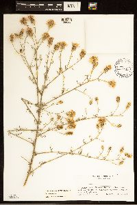 Centaurea stoebe image