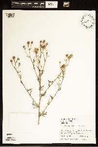Centaurea stoebe image