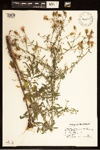 Centaurea stoebe image