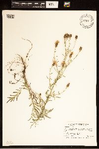 Centaurea stoebe image