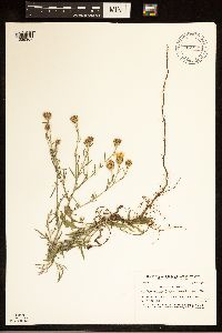 Centaurea stoebe image