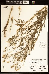 Centaurea stoebe image