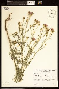 Centaurea stoebe image