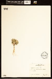 Media resource of Chaetopappa ericoides