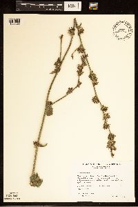 Cichorium intybus image